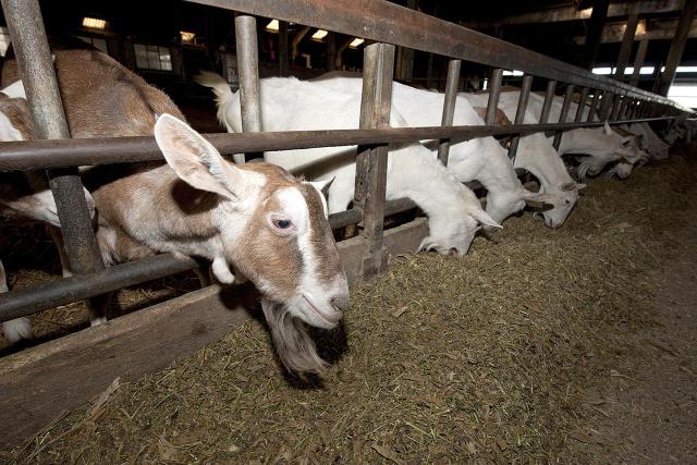 feeding-goats-resized