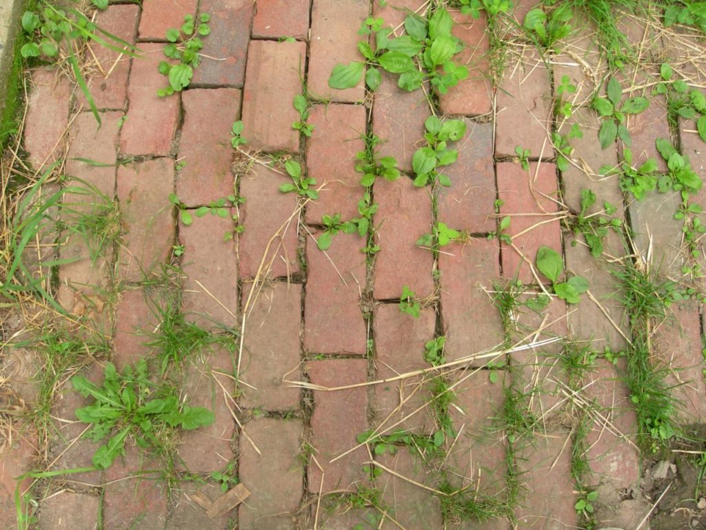 cara menghilangkan rumput liar di paving