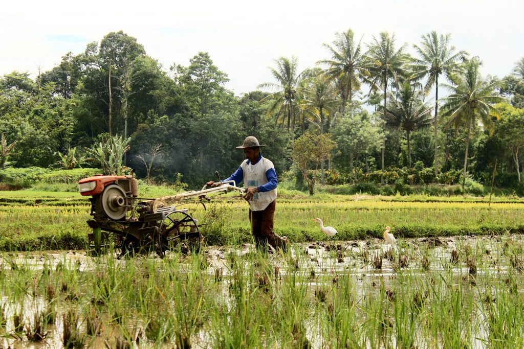 budidaya tanaman padi di indonesia