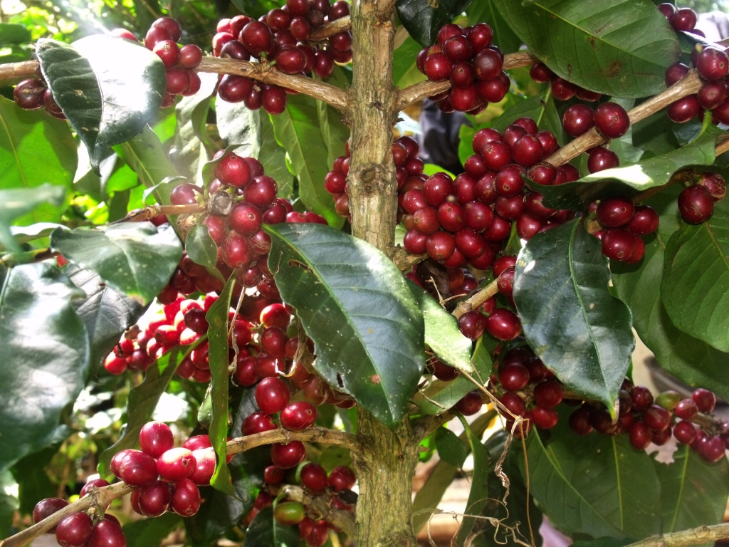 budidaya tanaman kopi