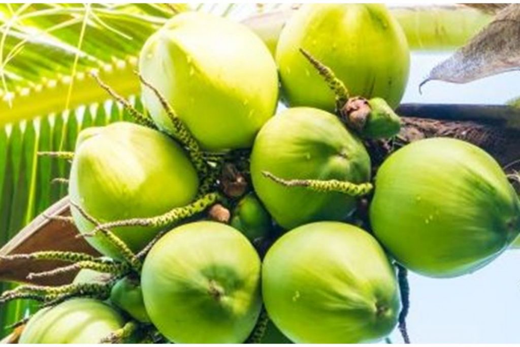Manfaat dari kelapa muda bagi kesehatan tubuh